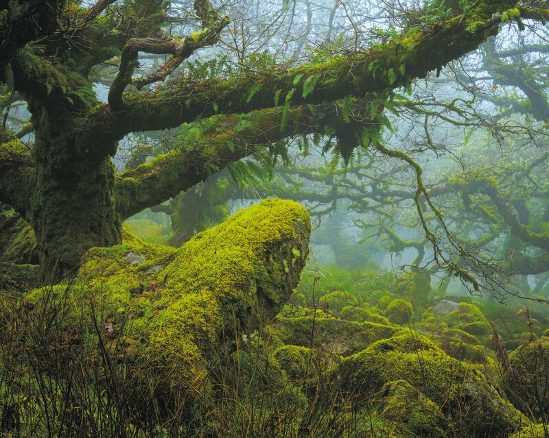 Wistman's Wood on Dartmoor, with its stunted moss-covered oaks, is often thought of as being moribund. Yet the wood has doubled in size thanks to a temporary reduction in grazing pressures. All photos: Harper Collins