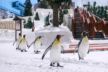 Ski Dubai's new Breakfast with the Penguins offer is available every Tuesday and Thursday. Courtesy Ski Dubai