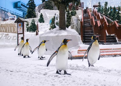 Ski Dubai's penguins. Courtesy Ski Dubai