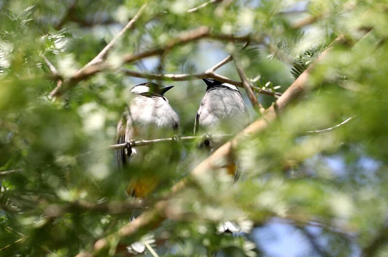 DUBAI, UNITED ARAB EMIRATES , October 5 – 2020 :-  Bulbul birds at The Sustainable City in Dubai. (Pawan Singh / The National) For News/Online. Story by Kelly
