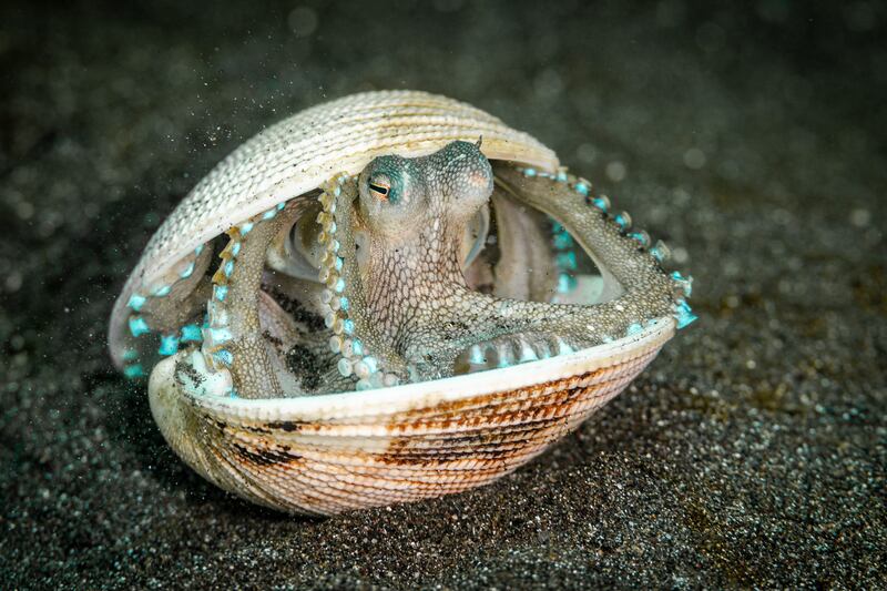 The Octopus Case: Samuel Sloss / Wildlife Photographer of the Year 