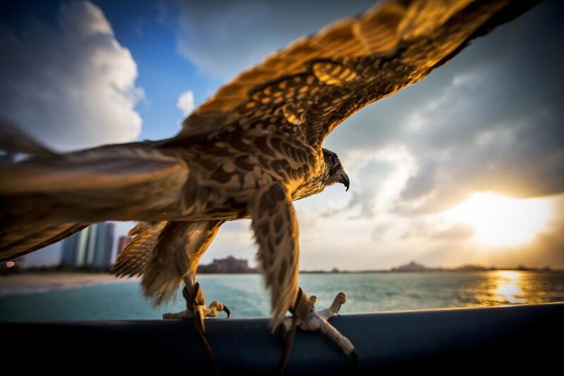 The photography was commissioned for the Falcons of Arabia book, which is published by Professional Sports Group and will be launched at the Abu Dhabi Book Fair on May 8.