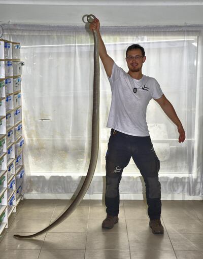 Snake catcher Mark Pelley demonstrates the length of one of the snakes he caught. Photo: Ronan O’Connell