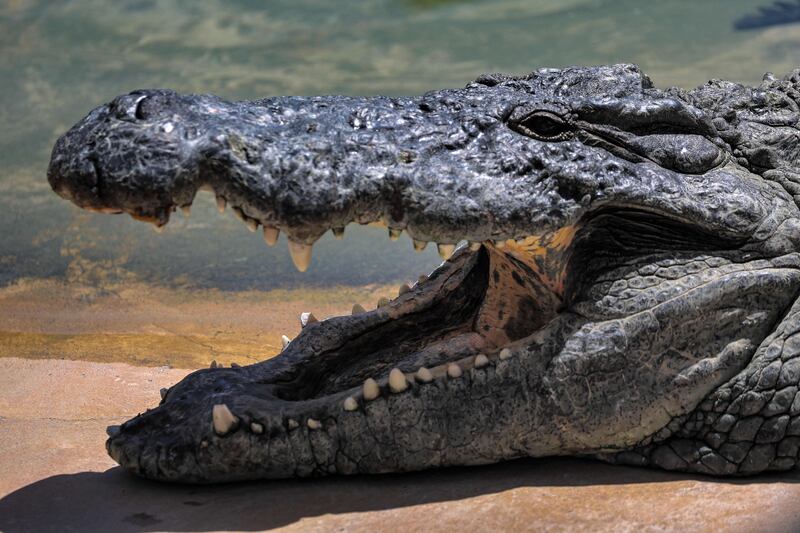 A crocodile such as this one at Dubai Crocodile Park was stolen from a farm in South Africa. AFP