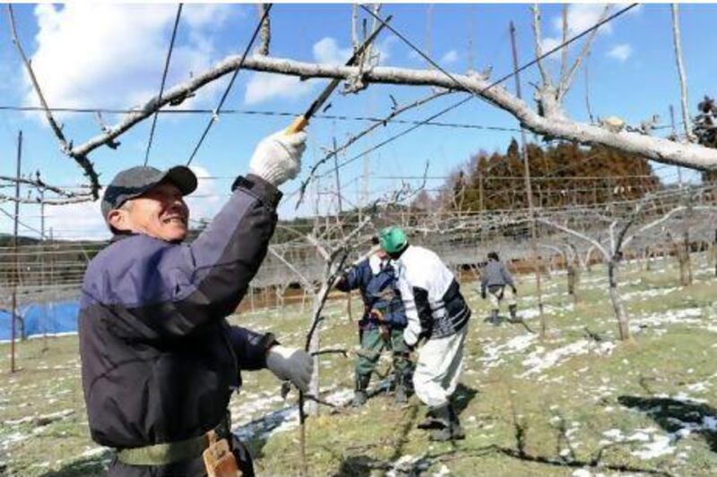 Farmers prune pear trees in Fukushima prefecture this week. Lettuce contaminated with radiation above the legal limit has been found at a wholesale market in Japan, shipped from a farm north of Tokyo, officials said.