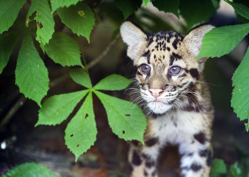 One of three newborn cloud leopards go outside for the first time in Ouwehands Zoo in Rhenen, The Netherlands.  EPA