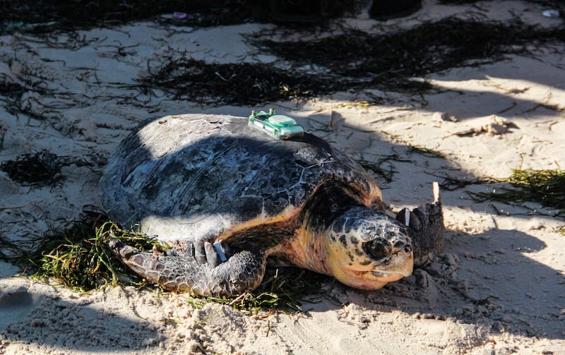 Three rescued loggerhead turtles were released into the Mediterranean off Tunisia on Sunday, one with a tracking beacon glued to its shell to help researchers better protect the threatened species. All photos: AFP
