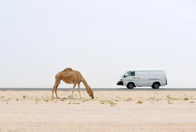 Dubai, United Arab Emirates - May 21, 2019: A camel grazes near a road on a hazy dusty day in Dubai. Tuesday the 21st of May 2019. Dubai. Chris Whiteoak / The National
