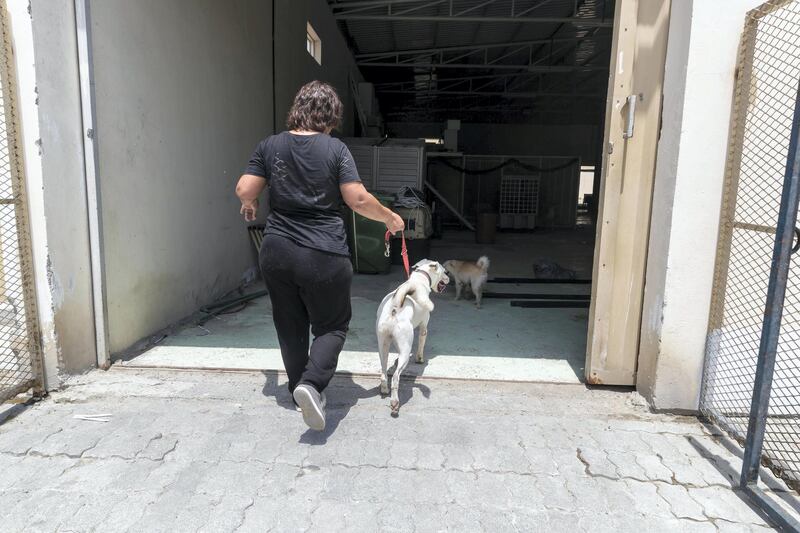 Dog shelters fill up as summer heat rises and rescuers take in more strays. Tour of the dogs helter run by Animals and Us in Fujairah along with Founder Michelle Francis on June 13 th, 2021.
Antonie Robertson / The National.
Reporter: Kelly Clarke for National.