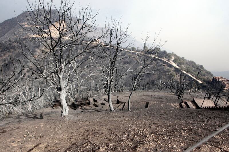 Charred trees near Tizi Ouzou.