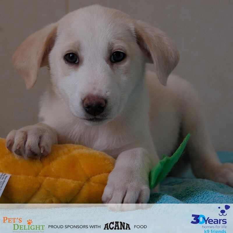 Stormy was brought to K9 as a very young puppy with her mum and six siblings. She is an adorable, friendly girl. She is now nearly three months old, fully vaccinated and ready for her forever home. Courtesy K9 Friends Dubai