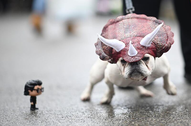 A dog dressed in a dinosaur costume attends the Tompkins Square Halloween Dog Parade in Manhattan in New York City. AFP