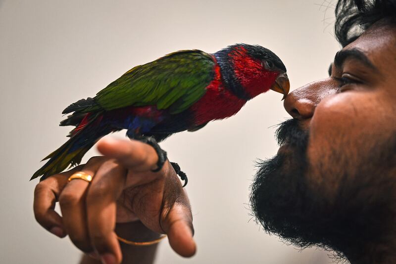 A parrot at the PetXpo Chennai event in India. EPA