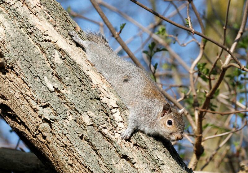 Eastern grey squirrel originally from North America and now found in Europe. Credit: Tim Blackburn, UCL