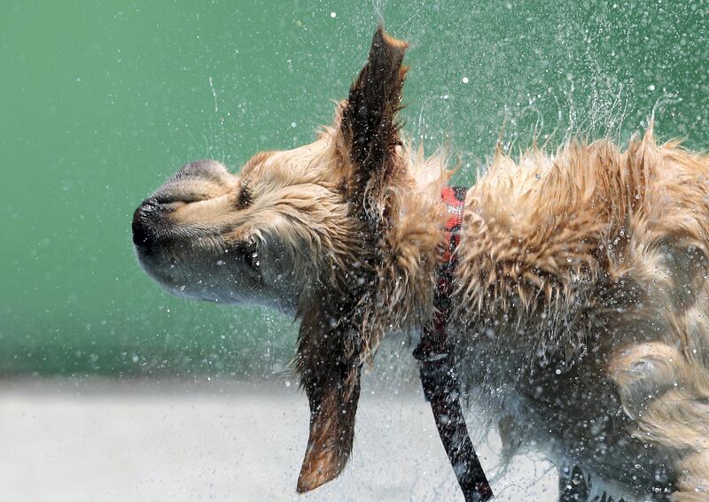 Dubai, United Arab Emirates - June 29th, 2018: Photo Project. Dogs keeping cool in the desert. Dogs go swimming at doggy daycare at My second home. Friday, June 29th, 2018 at DIP, Dubai. Chris Whiteoak / The National