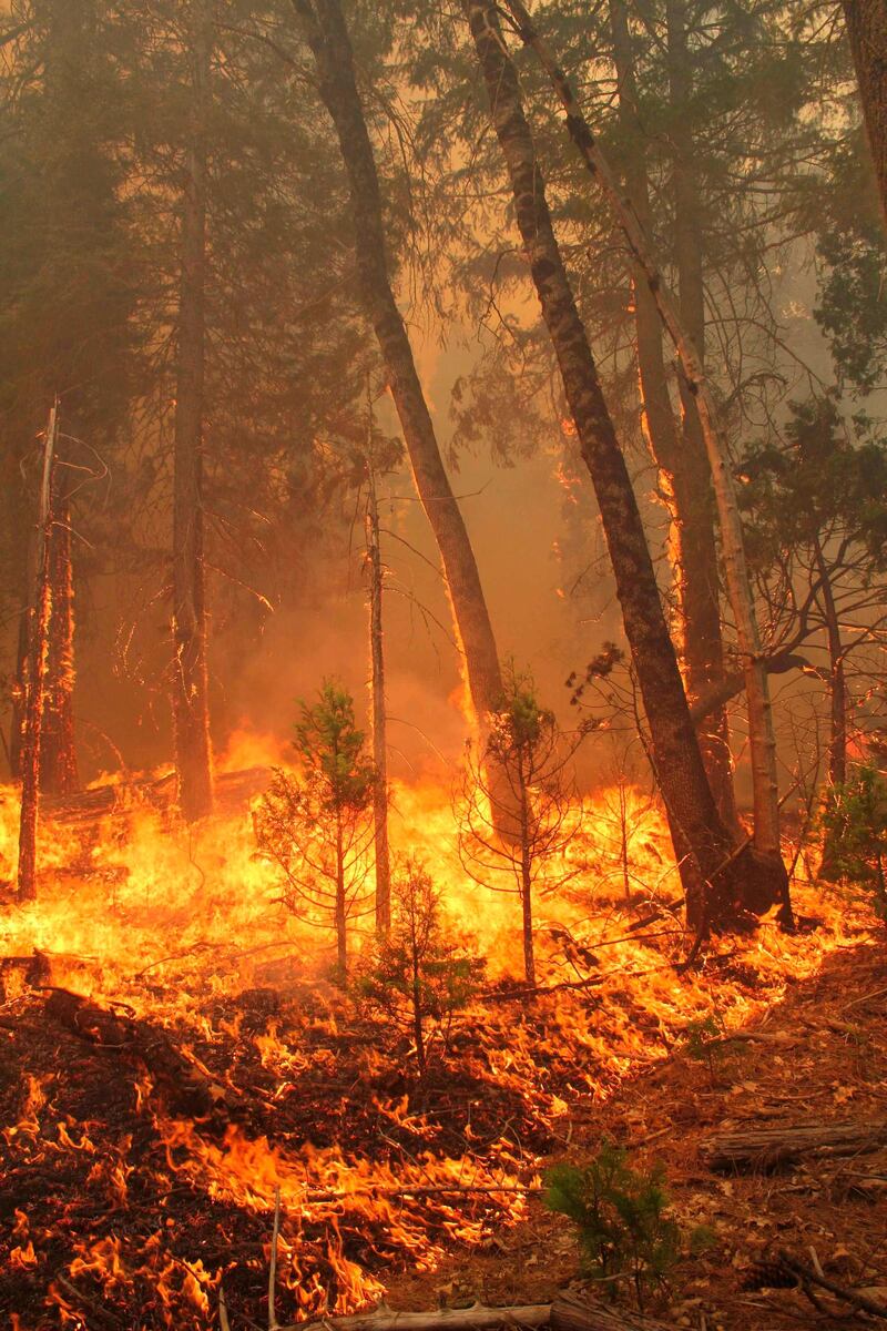 Ground fuel and ladder fuel burn at the Rim Fire in this undated United States Forest Service handout photo near Yosemite National Park, California,  released to Reuters August 27, 2013. The Rim Fire, one of the largest wildfires in California history, roared deeper into Yosemite National Park early on Tuesday while flames on the opposite side of the sprawling blaze crept closer toward thousands of homes outside the park, fire officials said.  REUTERS/Mike McMillan/U.S. Forest Service/Handout via Reuters  (UNITED STATES - Tags: DISASTER) FOR EDITORIAL USE ONLY. NOT FOR SALE FOR MARKETING OR ADVERTISING CAMPAIGNS. THIS IMAGE HAS BEEN SUPPLIED BY A THIRD PARTY. IT IS DISTRIBUTED, EXACTLY AS RECEIVED BY REUTERS, AS A SERVICE TO CLIENTS *** Local Caption ***  LOA110_USA-FIRE-YOS_0828_11.JPG