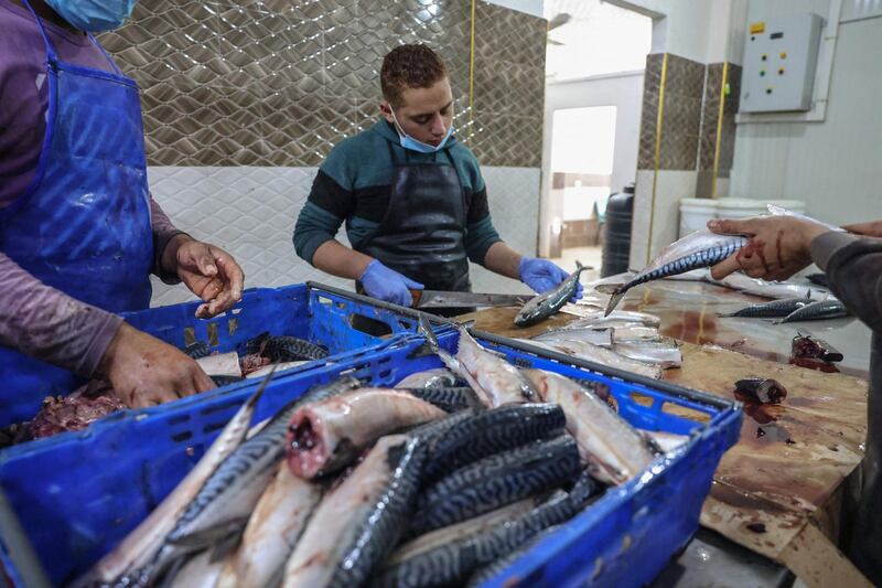 Palestinian youths prepare mackerels to be sold at a fish market before the Eid Al Fitr holiday, in the town of Rafah, in southern Gaza Strip. AFP