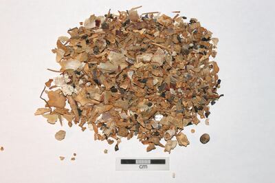 A sample of fish bones, which were sorted by species. Courtesy: Kevin Lidour