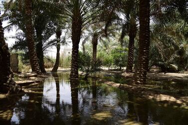Al Ahsa Oasis in eastern Saudi Arabia is officially the largest oasis in the world according to Guinness World Records.  IPOGEA