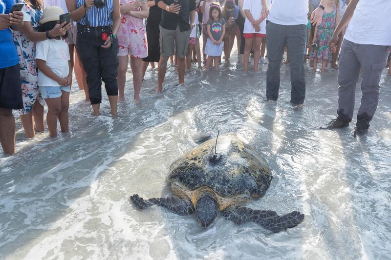 Cared for by a team of people at the aquarium underneath the Burj Al Arab, Farah was transferred to the lagoon at Jumeirah Al Naseem before being released into the ocean.