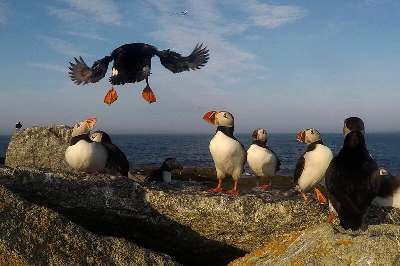 Atlantic puffin comes in for a landing on Eastern Egg Rock, a small island off the coast of Maine. AP