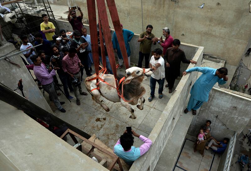 A bull is brought down from the rooftop of a house where it was raised to be sold for Eid Al Adha in Karachi. AP