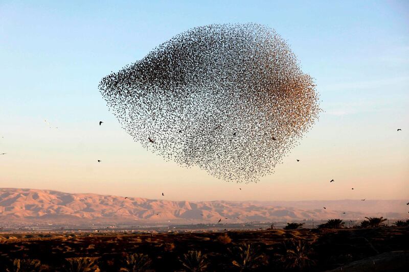 A murmuration of starlings in the Jordan Valley in the West Bank along the border with Jordan.  AFP