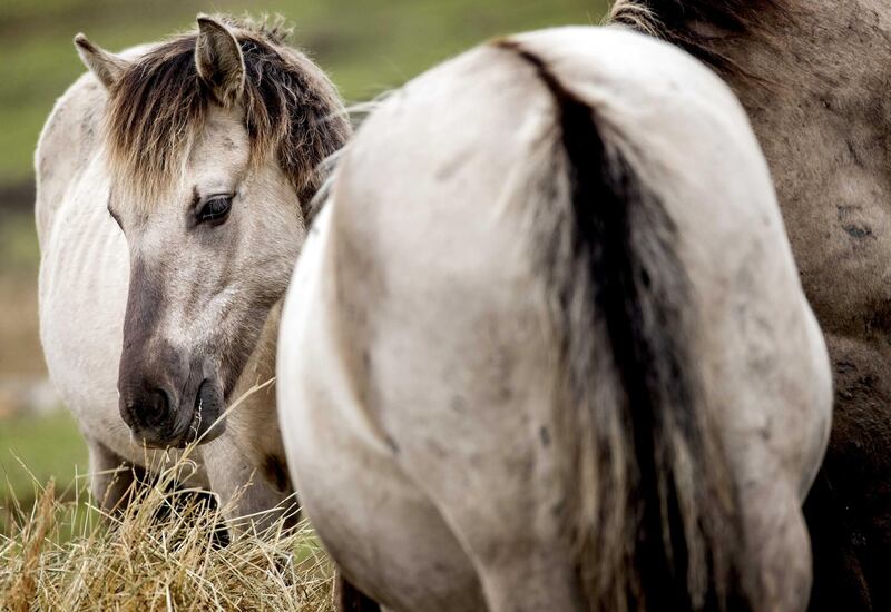 Konik horses stand in a meadow in the Oostvaardersplassen to medically examined, in Lelystad, the Netherlands.  EPA