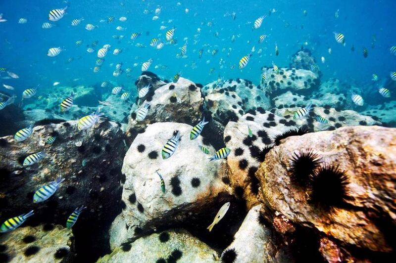 Research into the ability of Arabian Gulf corals to live in exceptionally hot waters has yielded new insight into how climate change and an expected rise in temperatures will affect the region’s reefs. Courtesy Nakheel