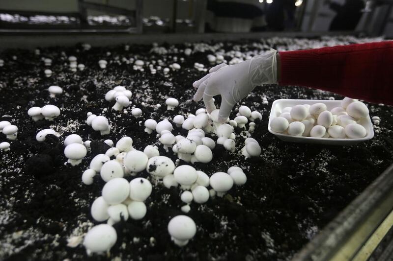 A Palestinian employee picks the mushrooms, which sell at an average of US$2 (Dh7.3) for 250 grams, against $2.50 for Israeli mushrooms. Jaafar Ashtiyeh/AFP Photo  