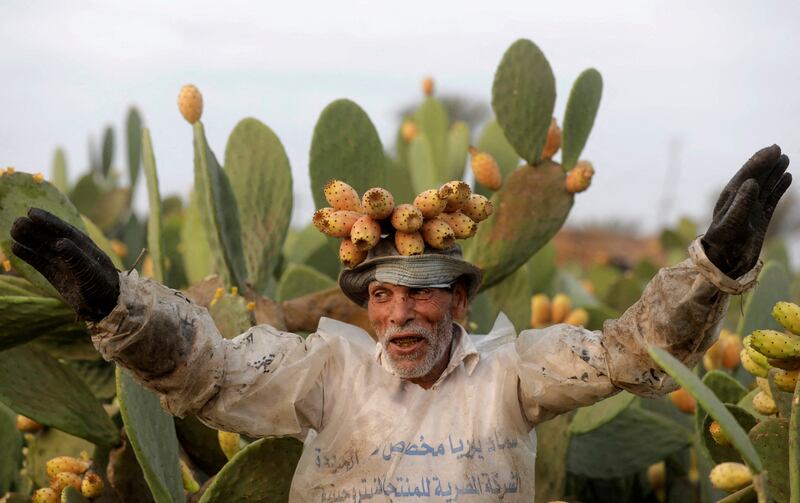 A worker sings while carrying prickly pears on his head as their production is on the rise due to low water consumption and ability to withstand extreme temperatures, according to farmers, at a farm in Al Qalyubia Governorate, Egypt, August 2, 2022.  REUTERS / Mohamed Abd El Ghany      TPX IMAGES OF THE DAY