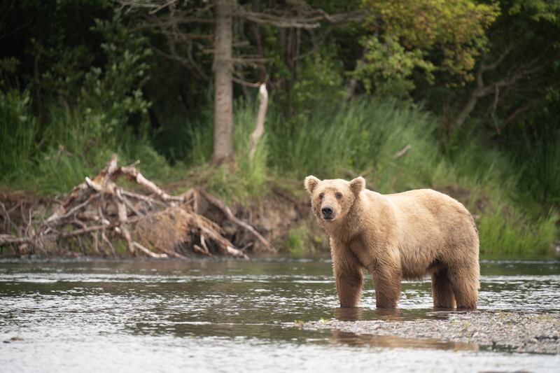 Bear 854, named Divot, prowls the falls in Alaska. Photo: K Moore