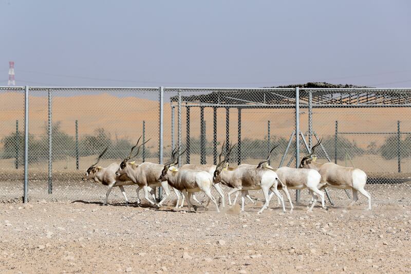 The addax is another species being conserved at the centre. The animal is critically endangered and its reintroduction into Chad has reached its second phase.