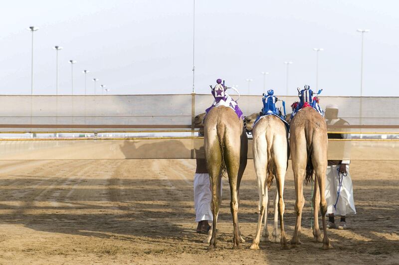 DUBAI, UNITED ARAB EMIRATES - Feb 15, 2018.

Camels at the start line at Al Marmoum Race Track.

The fastest camels in the Gulf will compete for cash, swords, rifles and luxury vehicles totalling Dh95 million at the first annual Sheikh Hamdan Bin Mohammed Bin Rashid Al Maktoum Camel Race Festival in Dubai.


(Photo: Reem Mohammed/ The National)

Reporter:
Section: NA