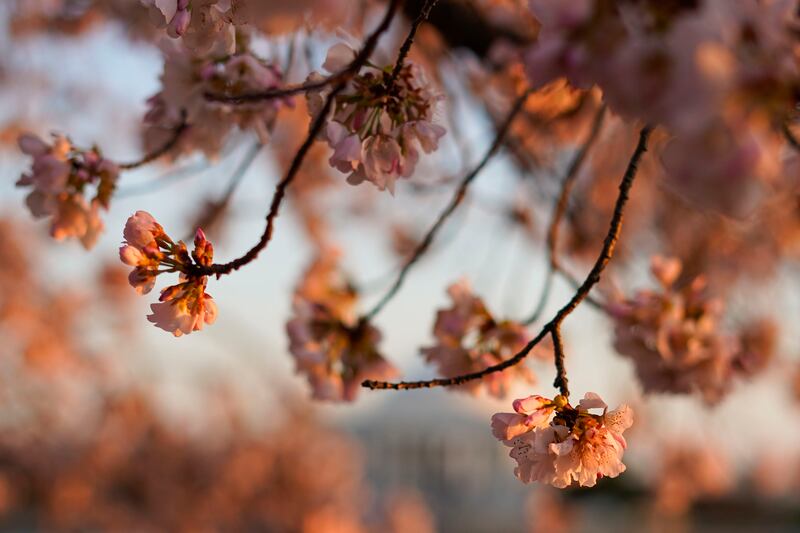 Blossoms are seen along the Tidal Basin at sunset. AP