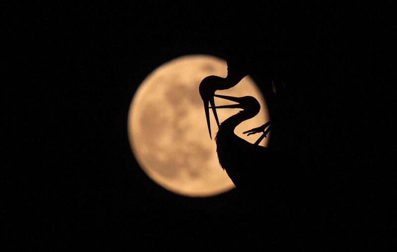 The full moon rises behind two white storks during their courtship in a nest on top of a chimney in Rust am See, Austria.  EPA