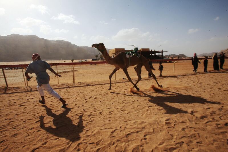 Jordanians race their camels in front of  Emirati Sheikh Sultan Bin Hamdan Bin Zayed Al Nahyan, President of the Arab Camel Racing Federation and with the presence of Prince Asem Bin Nayef, Vice President of the Jordan Royal Equestrian Federation, during the annual camel race in its second and final day on Friday November 3, 2017 that takes place at the Sheikh Zayed al Nahyan track in Wadi Rum, Jordan. (Salah Malkawi for The National)