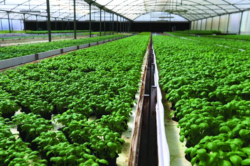 Rows of basil plants at the Emirates Hydroponics Farms, which supplies many wholesalers and hypermarkets. It’s one of the UAE’s longest established hydroponic farms. Delores Johnson / The National