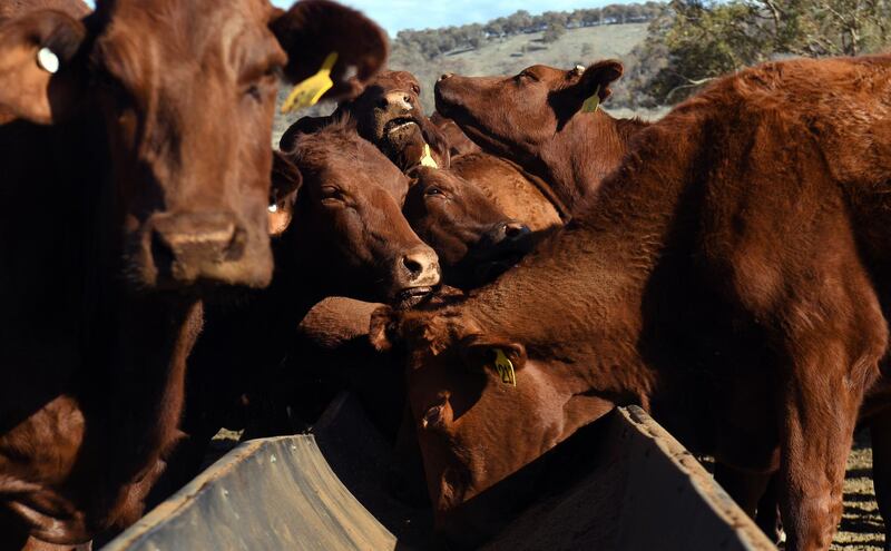 Cattle feed from a trough on a drought-affected farm near Armidale in regional New South Wales. AFP