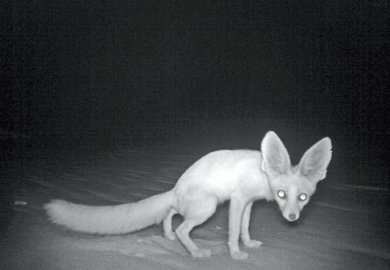 This is the first sighting of the rare Rüppell's fox (Vulpes rueppellii) in 13 years. Environment Agency – Abu Dhabi