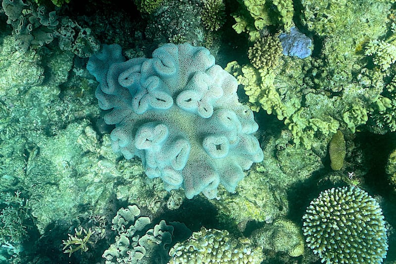 While coral can survive bleaching if water temperatures cool again soon, but some coral death has already been seen