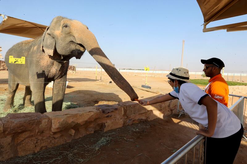 A boy feeds an elephant during a trip to Riyadh Safari, part of the activities for Riyadh Season in Saudi Arabia, November 13, 2021. All photos: Reuters