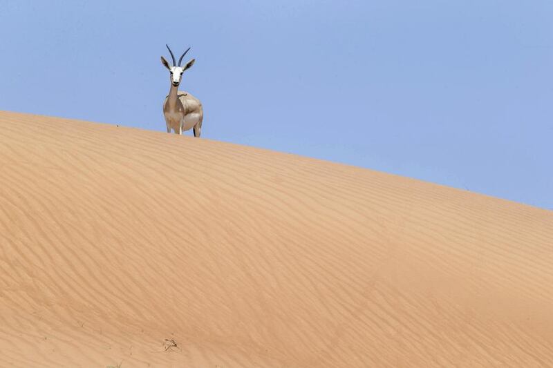 Desert Gazelle at the Al Wadi desert reserve in Ras Al Khaimah.  Antonie Robertson / The National