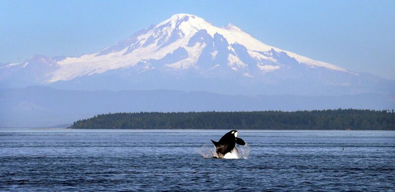 FILE - In this July 31, 2015, file photo, an orca or killer whale breaches in view of Mount Baker, some 60 miles distant, in the Salish Sea in the San Juan Islands, Wash. Two California Congressmen announced plans Friday, Nov. 6, 2015 to introduce the Orca Responsibility and Care Advancement Act. The proposed federal legislation aims to phase out the captivity of killer whales by banning breeding, importing and exporting the animals for public display to ensure that orcas now at aquatic parks such as SeaWorld are the last ones and that when they die, none will replace them. The bill also would ban taking any whales from the wild. ( (AP Photo/Elaine Thompson, File)