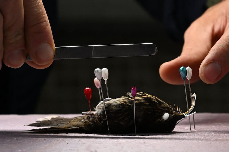 Andres Cuervo, teacher and curator of the Ornithology collection of the Institute of Natural Sciences, works with Eutoxeres species at the research laboratory of the National University in Bogota. AFP