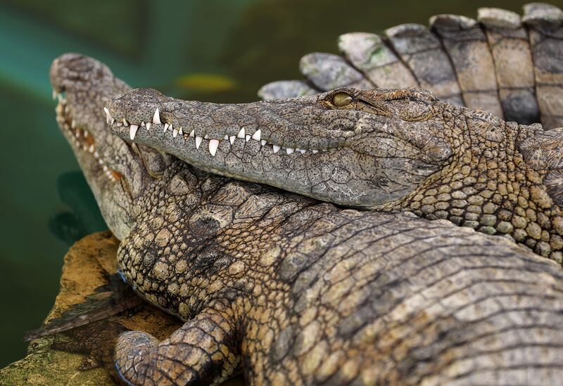 Six-year-old Nile crocodiles lazing in the park 