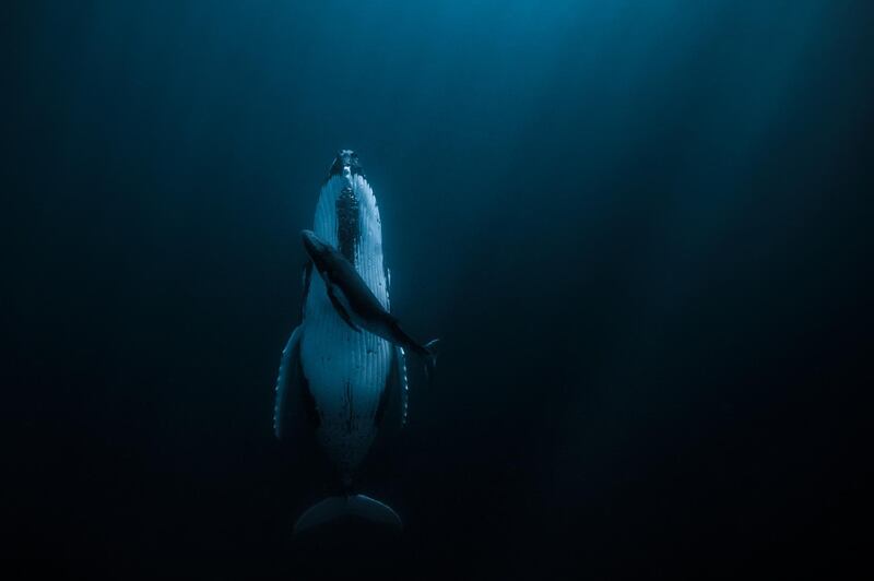 The grand prize winner of this year's HIPA is Jasmine Carey from Australia, who will receive $120,000 for her image 'Essence of Life', showing a mother humpback whale with her new calf. Jasmine Carey