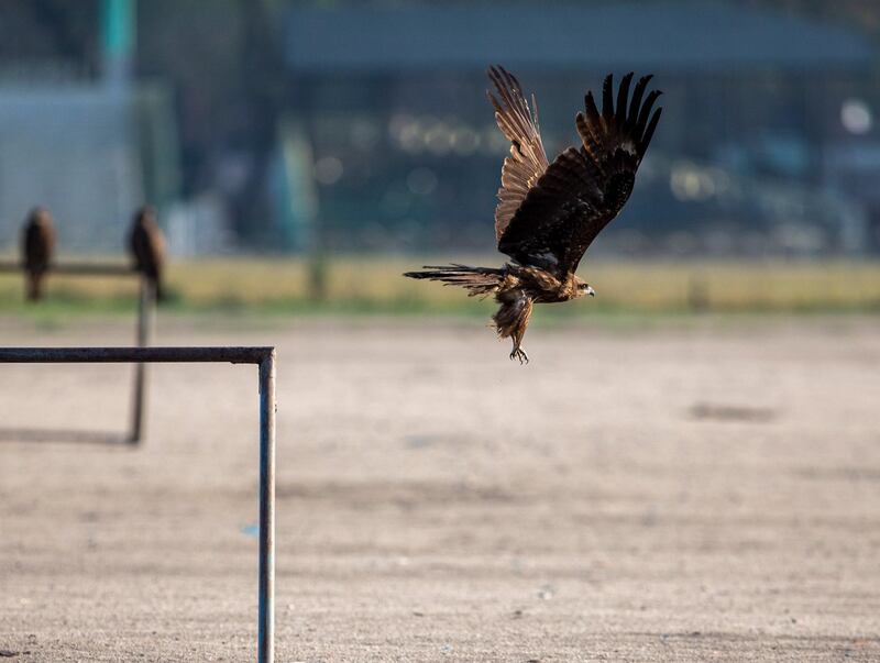 Eagles sit on goal posts in Kathmandu, Nepal.  EPA