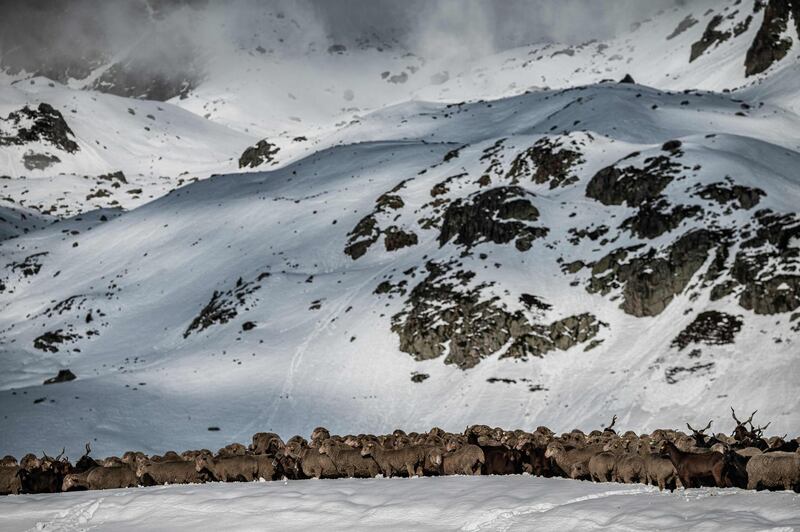 A flock of sheep goes down the road on Col du Glandon, near Saint Colomban Des Villards, a mountain pass in the Dauphine Alps in Savoy, France. AFP