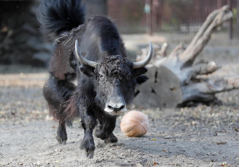 Domestic Yak reacts as Zoo workers try to feed it pumpkin in the central Zoo in Kiev, Ukraine. Zoo administration organized the surprise meal for animals as a part of Halloween celebrations.  EPA